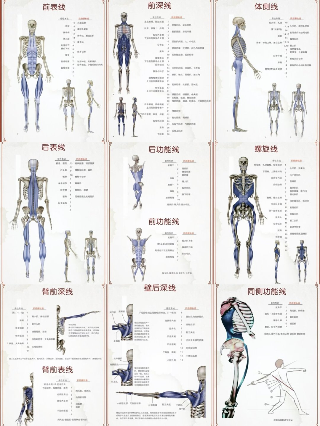 筋膜链训练全网爆火:“痛哪按哪,全身瞬间通”里,多少是科学,多少是话术?