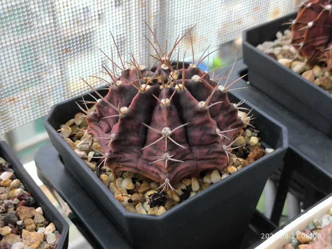 度夏后的仙人球想换盆,先看夜间温度:三种球,一种该换,一种要等,一种别碰