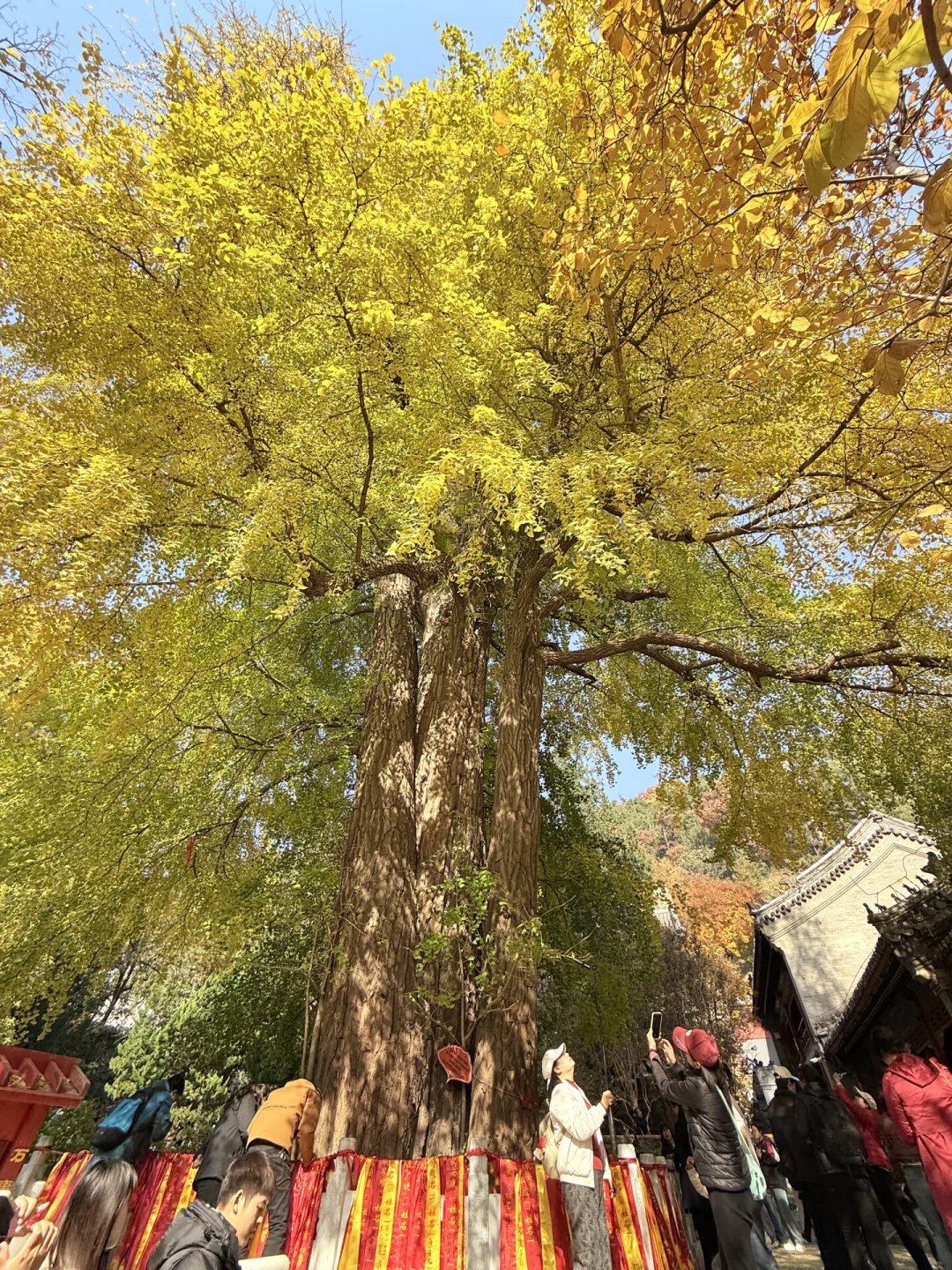 《故都的秋》写的其实是眼下这个季节的秋：92年后，我们把郁达夫的五景清单逐一核对了一遍