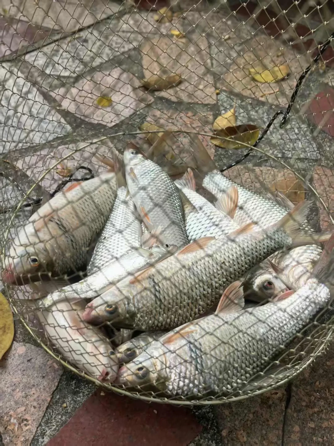 明明进了土鲮狂口期,为什么还是你空军?旺季自查清单:按顺序排这5个点