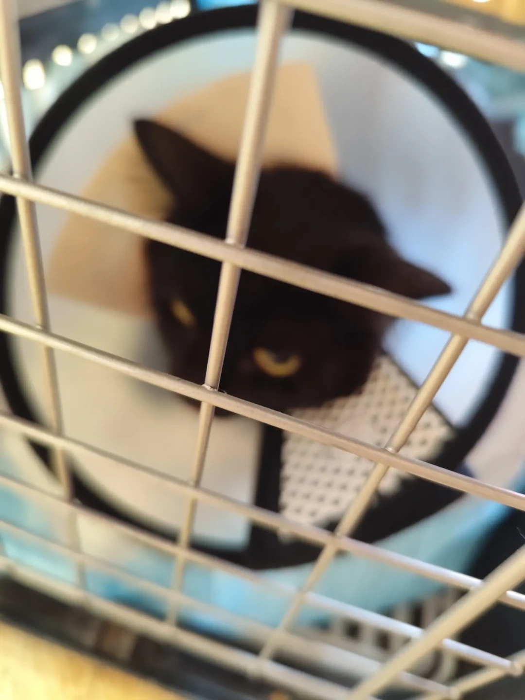 小区里给流浪猫建公厕火了：猫公厕只是第一步，真正管用的是把善意变成约定