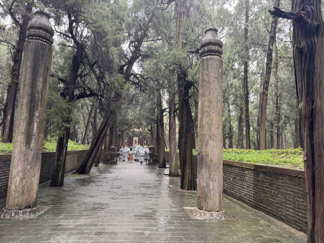 孔林是三孔里口碑最分裂的景点:“花钱看坟”还是“宝藏”?翻了近期几百条真实体验,我想明白了