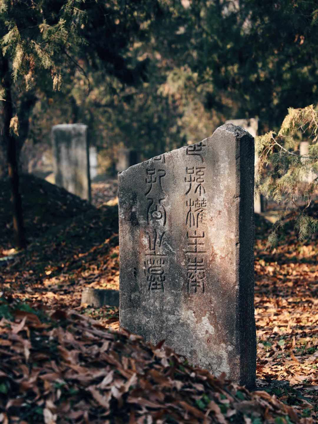 孔林是三孔里口碑最分裂的景点:“花钱看坟”还是“宝藏”?翻了近期几百条真实体验,我想明白了