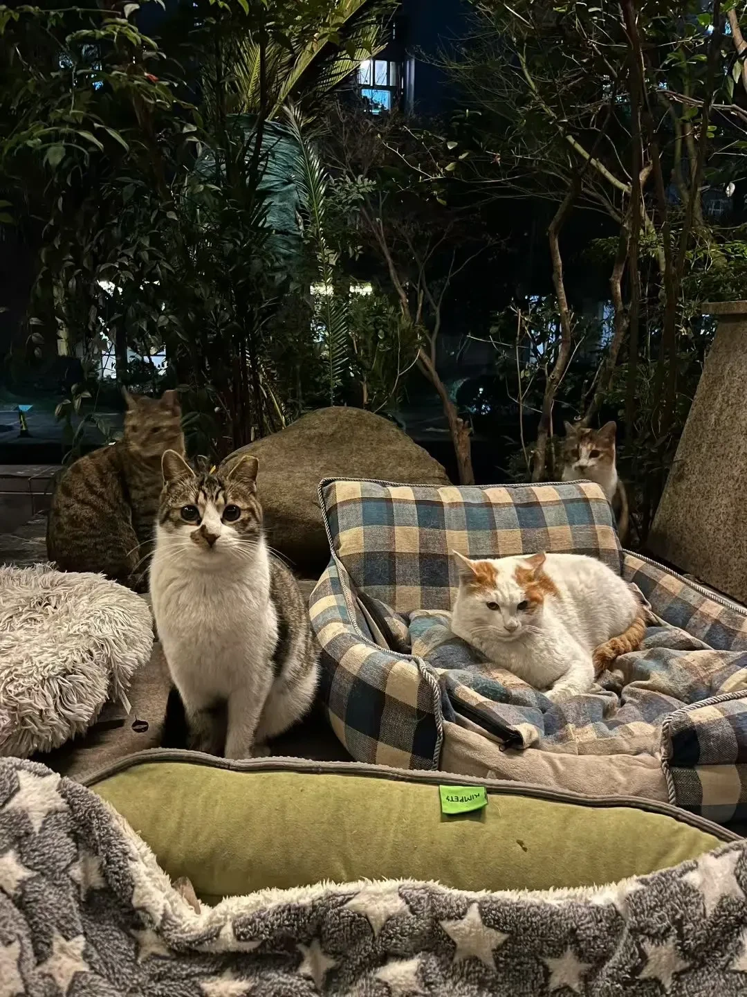 有人花70多万救700只猫,有人7年救200+没拖垮家底:长期救助的账本,差在哪