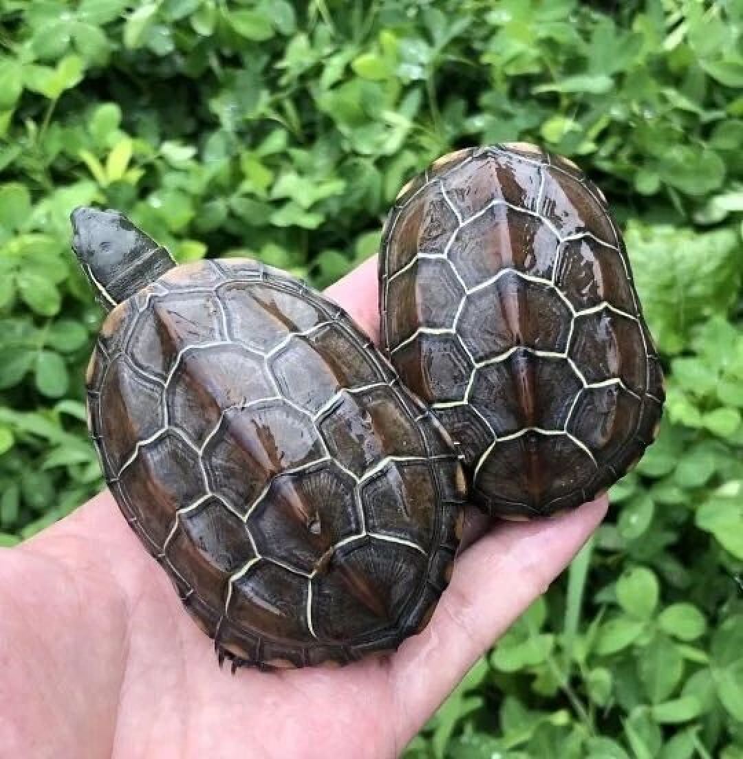 苏卡达跌到几百块，直播间都在卖