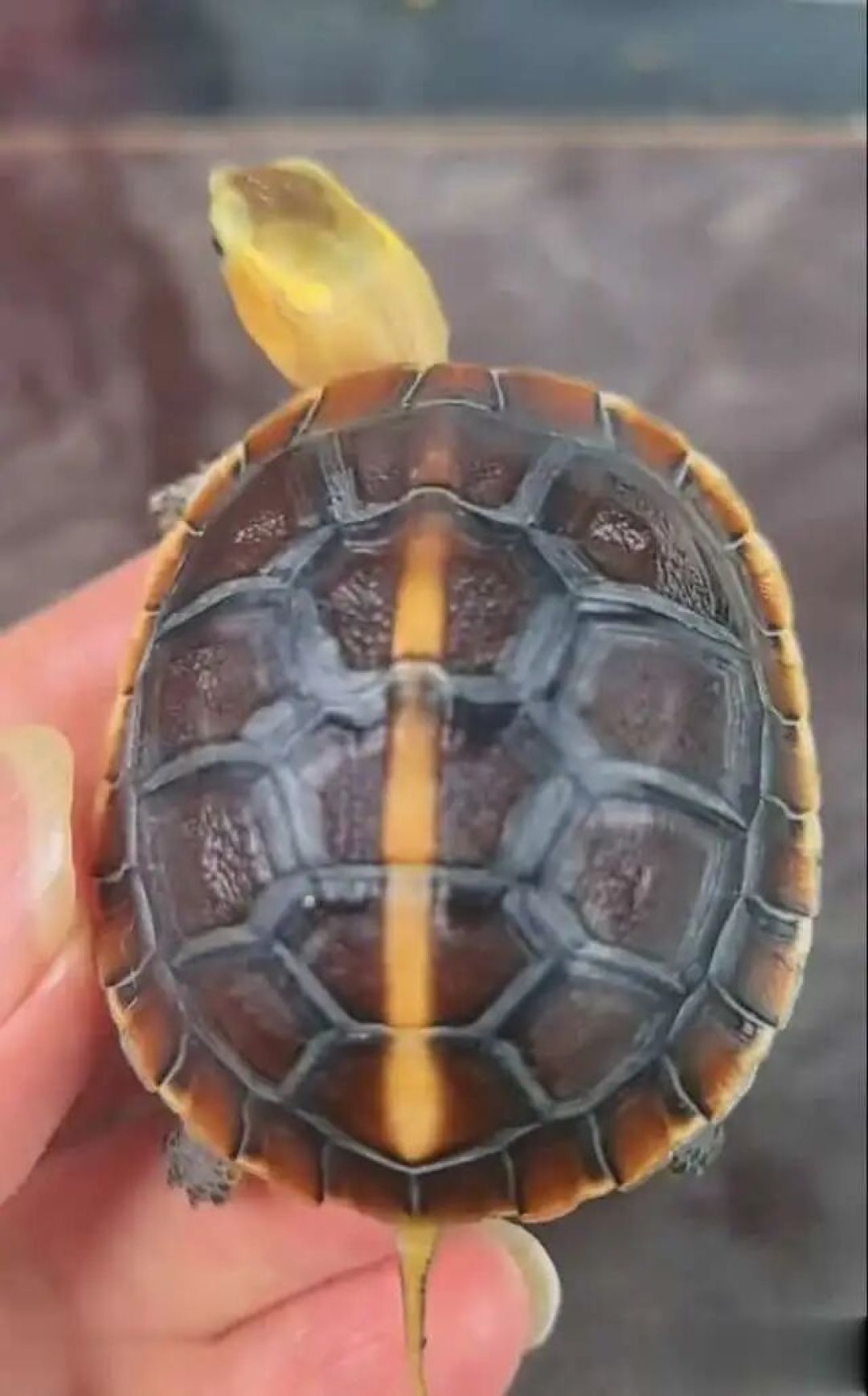 苏卡达跌到几百块，直播间都在卖