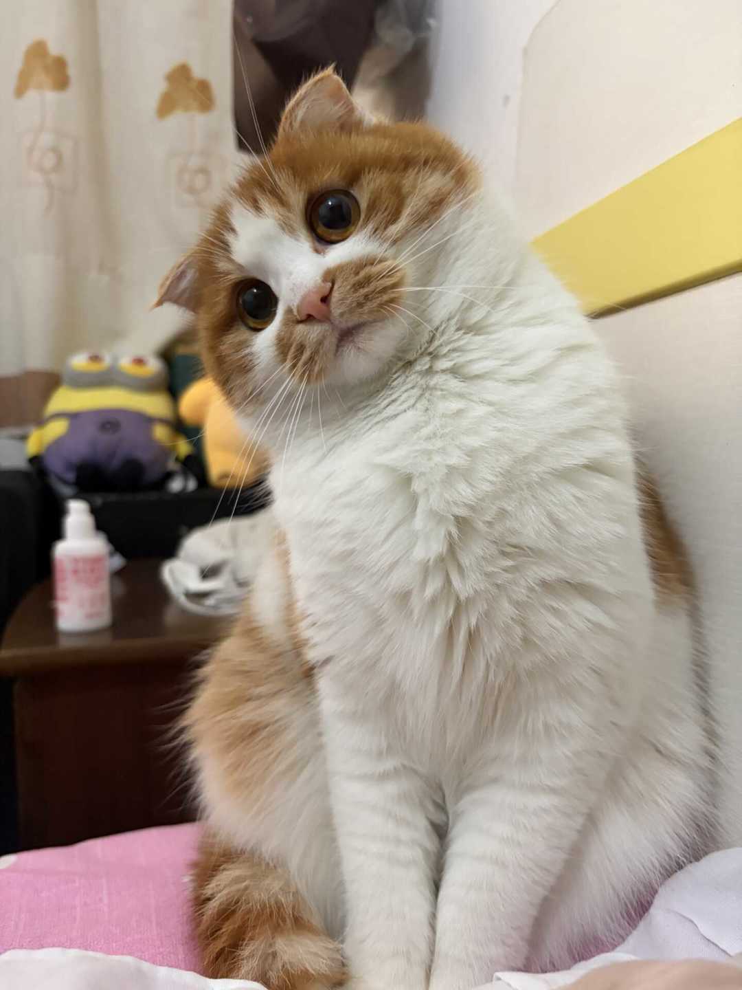 顶流猫舍被骂