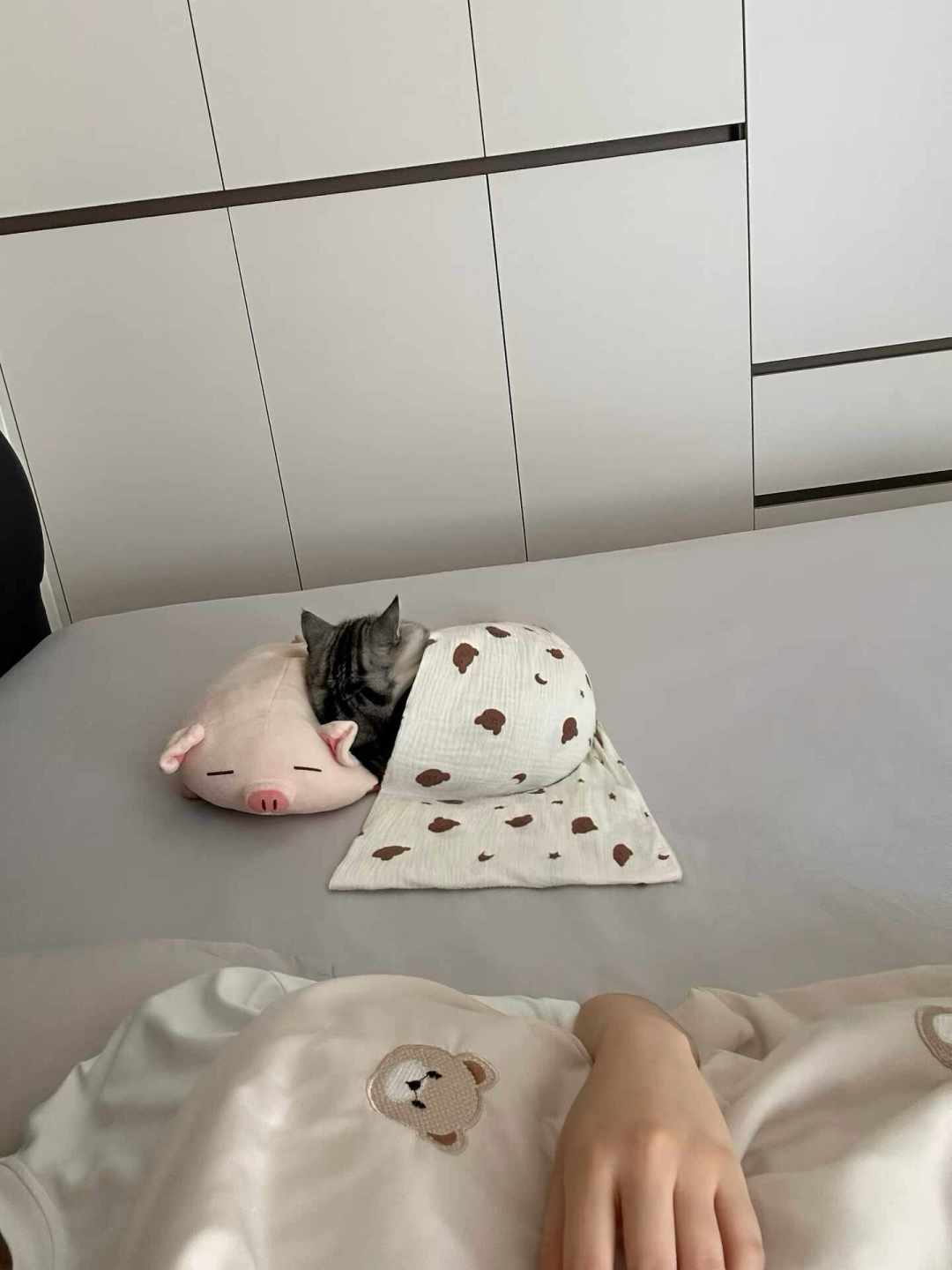 顶流猫舍被骂