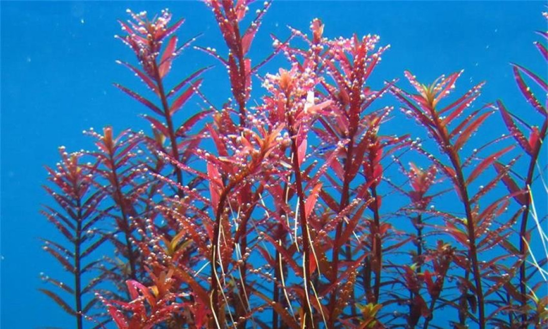 红宫廷绿了一夏天?处暑后进入发色窗口:翻完30多条全网记录,先分清它是“饿红”还是“营养红”