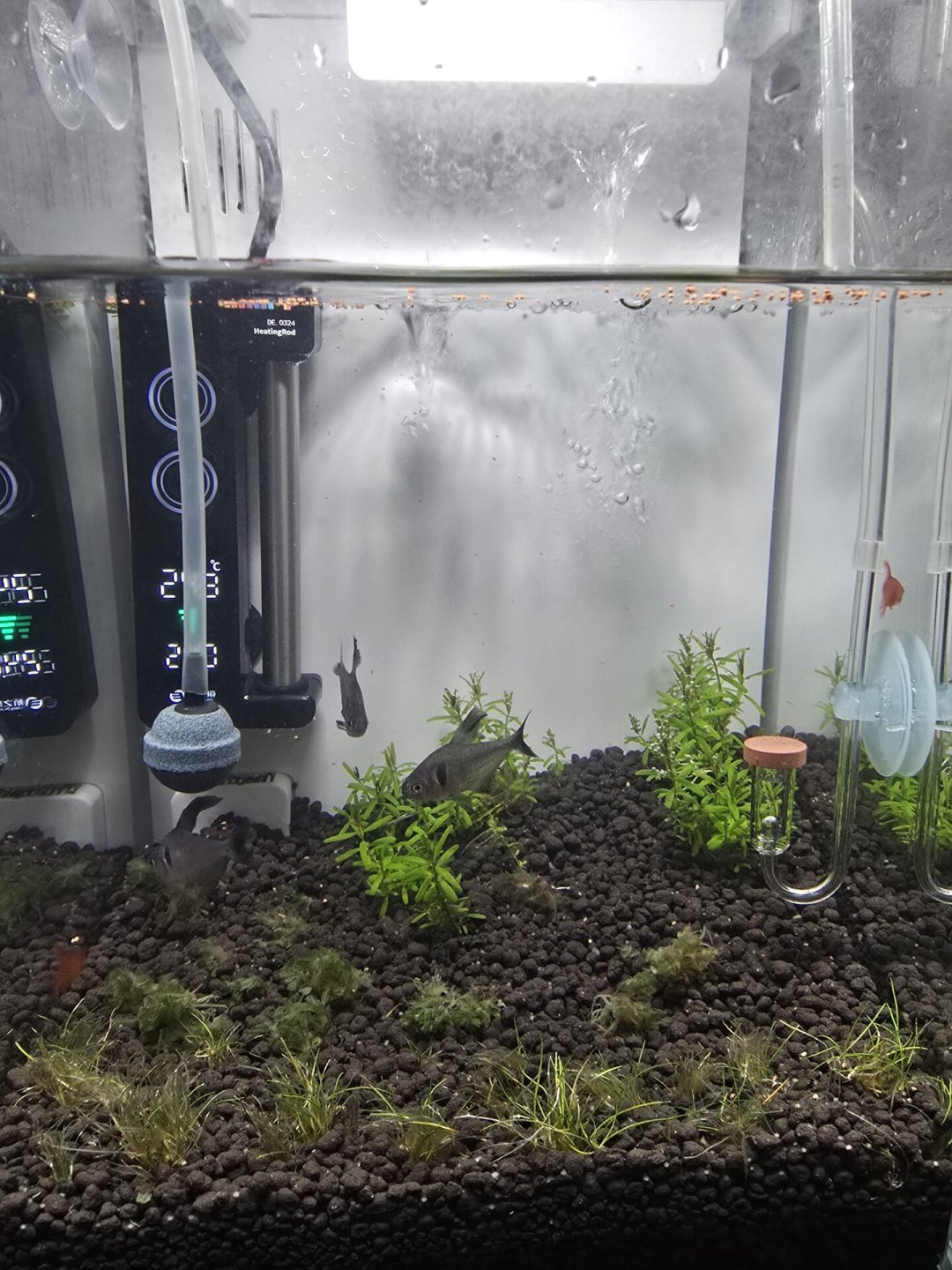 出伏了也别急着下单补水草：等日均高温降到30℃以下再买，附到件处理清单