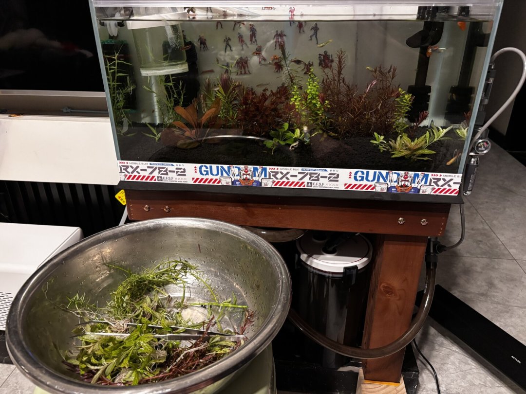 出伏了也别急着下单补水草：等日均高温降到30℃以下再买，附到件处理清单