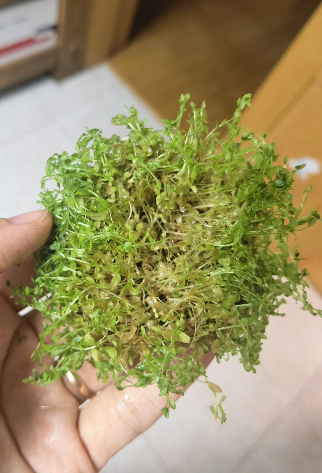 出伏了也别急着下单补水草：等日均高温降到30℃以下再买，附到件处理清单