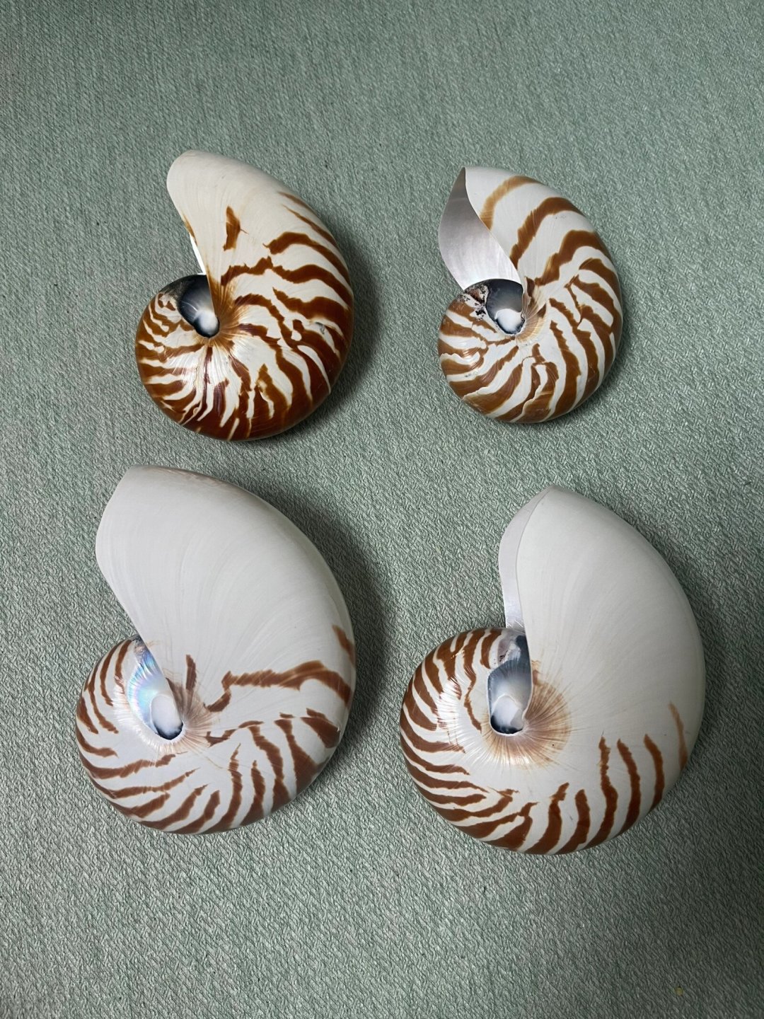海边随手捡的贝壳,可能是国家一级保护动物:回家之前,先对照这份“6种碰不得、3类地方捡不得”