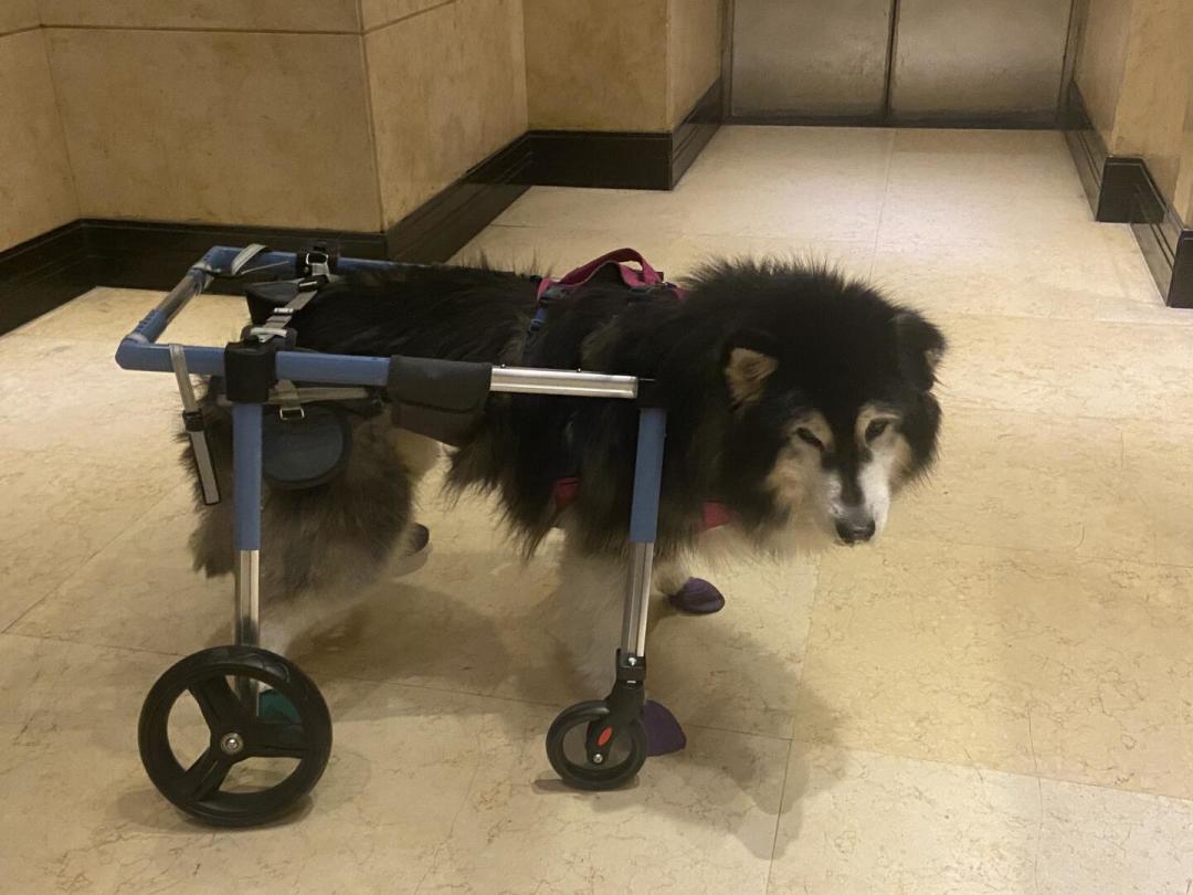 妞妞回汪星后,我们把全网大型犬晚年照护的真实记录整理了一遍:最辛苦的几年,最好在接狗回家前就知道