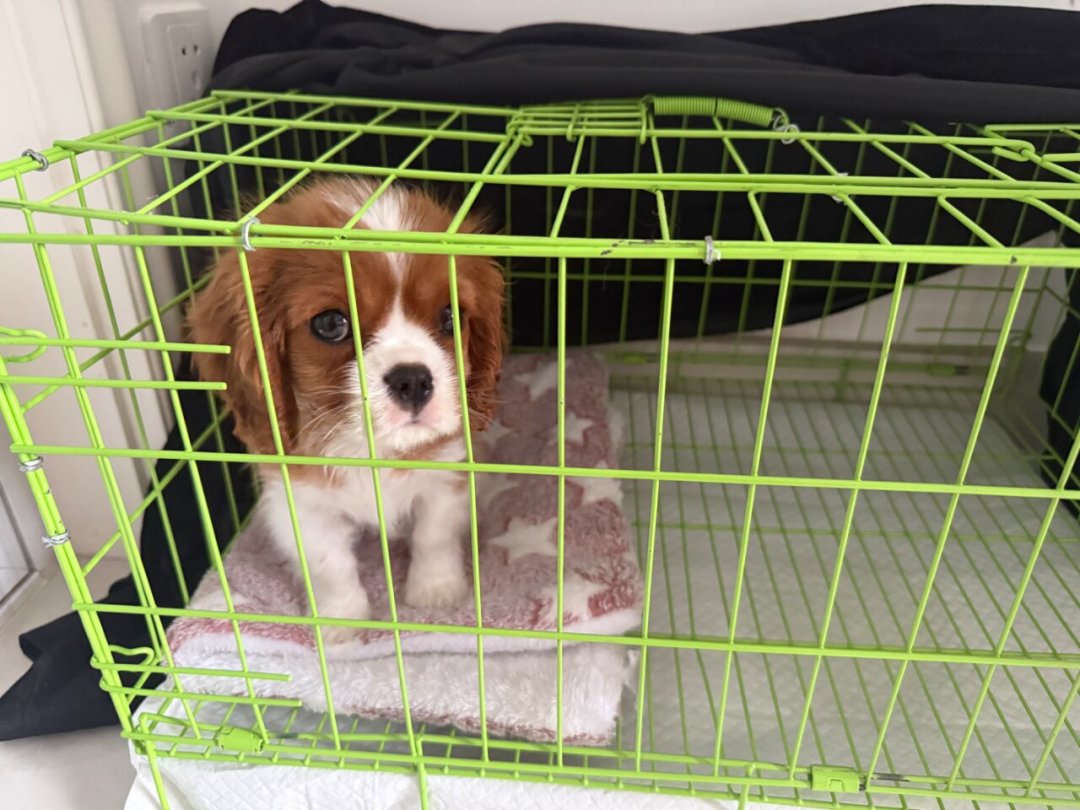 30公斤寄养犬咬死宠物酒店负责人:大型犬主人该查的不是品种,是这三道安全网