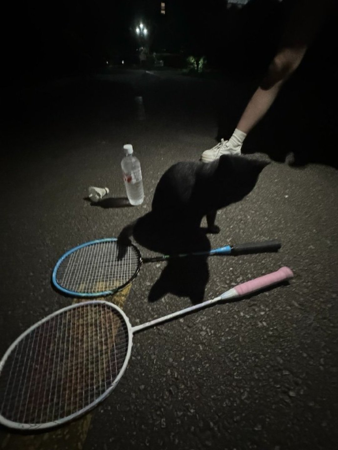 小区给流浪猫建「公共厕所」上了热搜:看着暖心,但照搬之前,先回答这3个问题