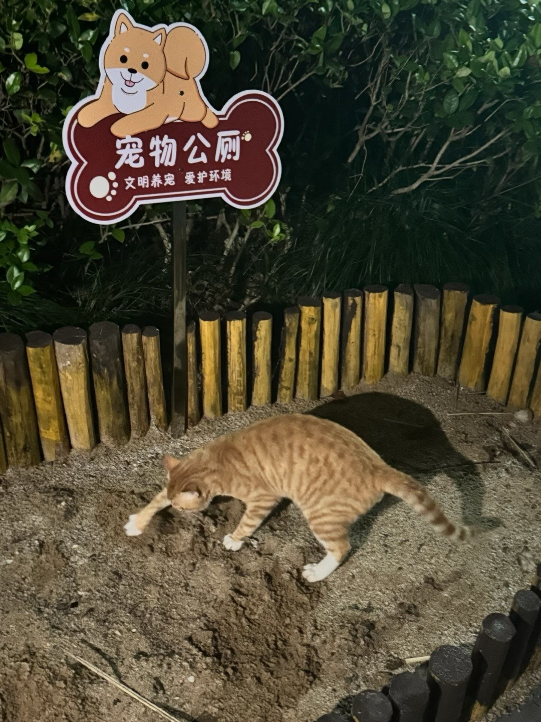 小区给流浪猫建「公共厕所」上了热搜:看着暖心,但照搬之前,先回答这3个问题