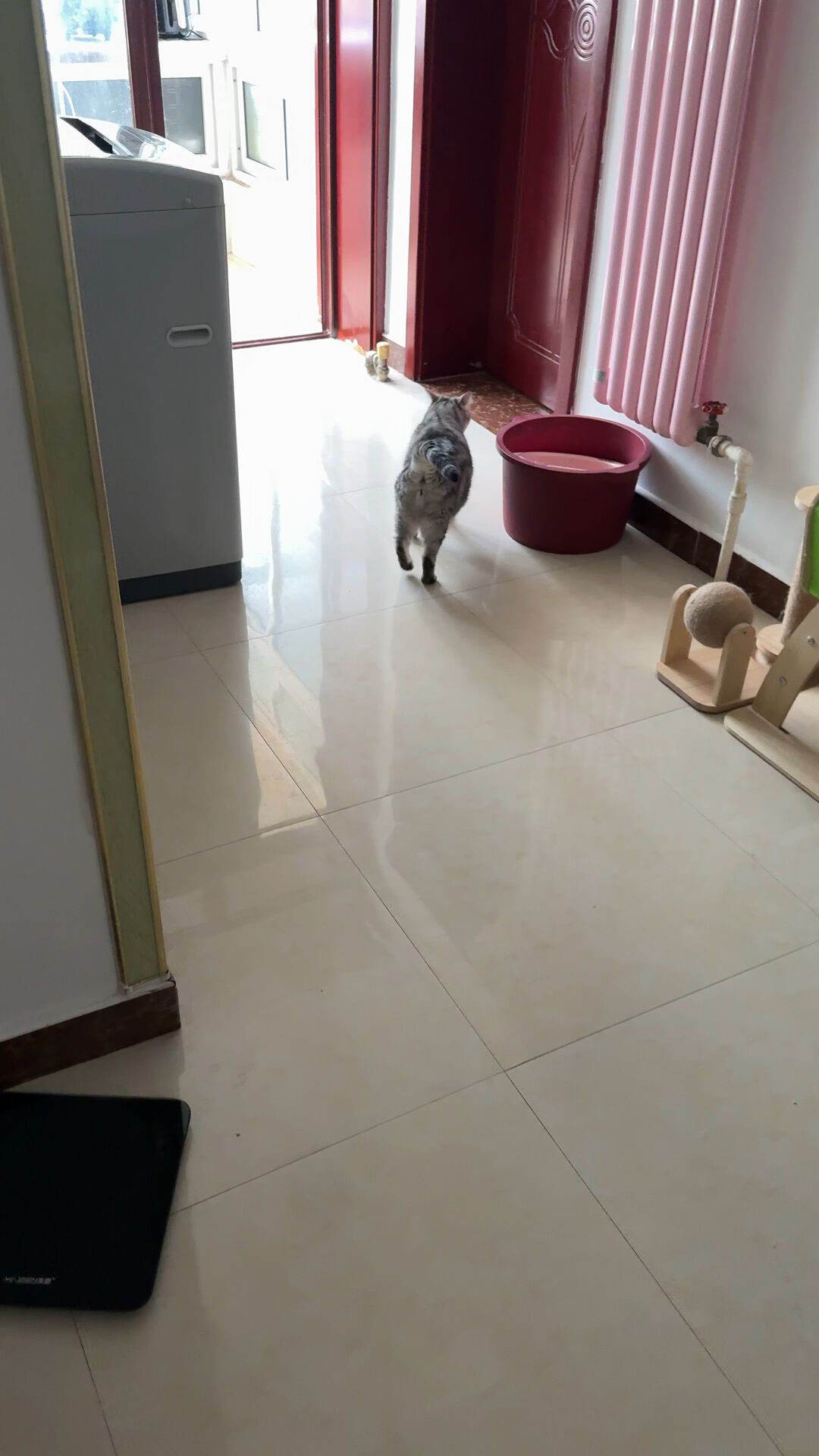 上千只猫瘫痪、65%吃同一款粮?对完5家医院调查和140份问卷:猫后腿无力,先做这3步再谈换粮