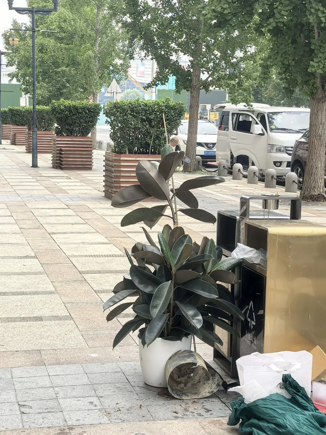59.8元网购橡皮树爬出4条蛇：秋天补货绿植前，先收好这份验收指南
