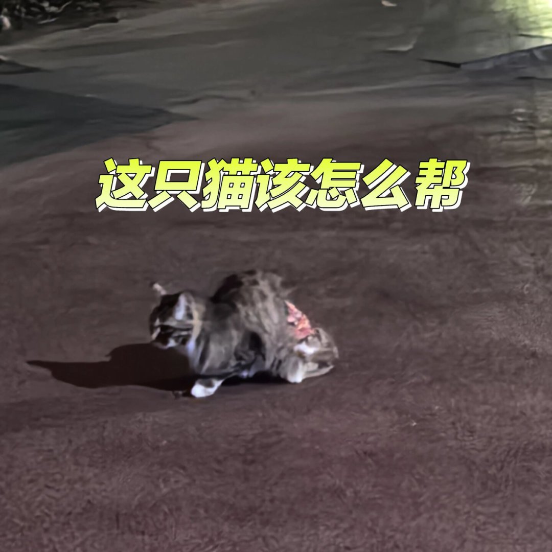 250 万善款,只有 3000 块花在狗身上:央视曝光救助骗局后,捐钱前先过这四关