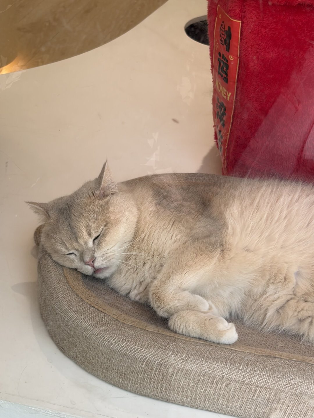 林高远的猫咖比赛场还热闹:远剑猫咖打卡攻略与避坑要点