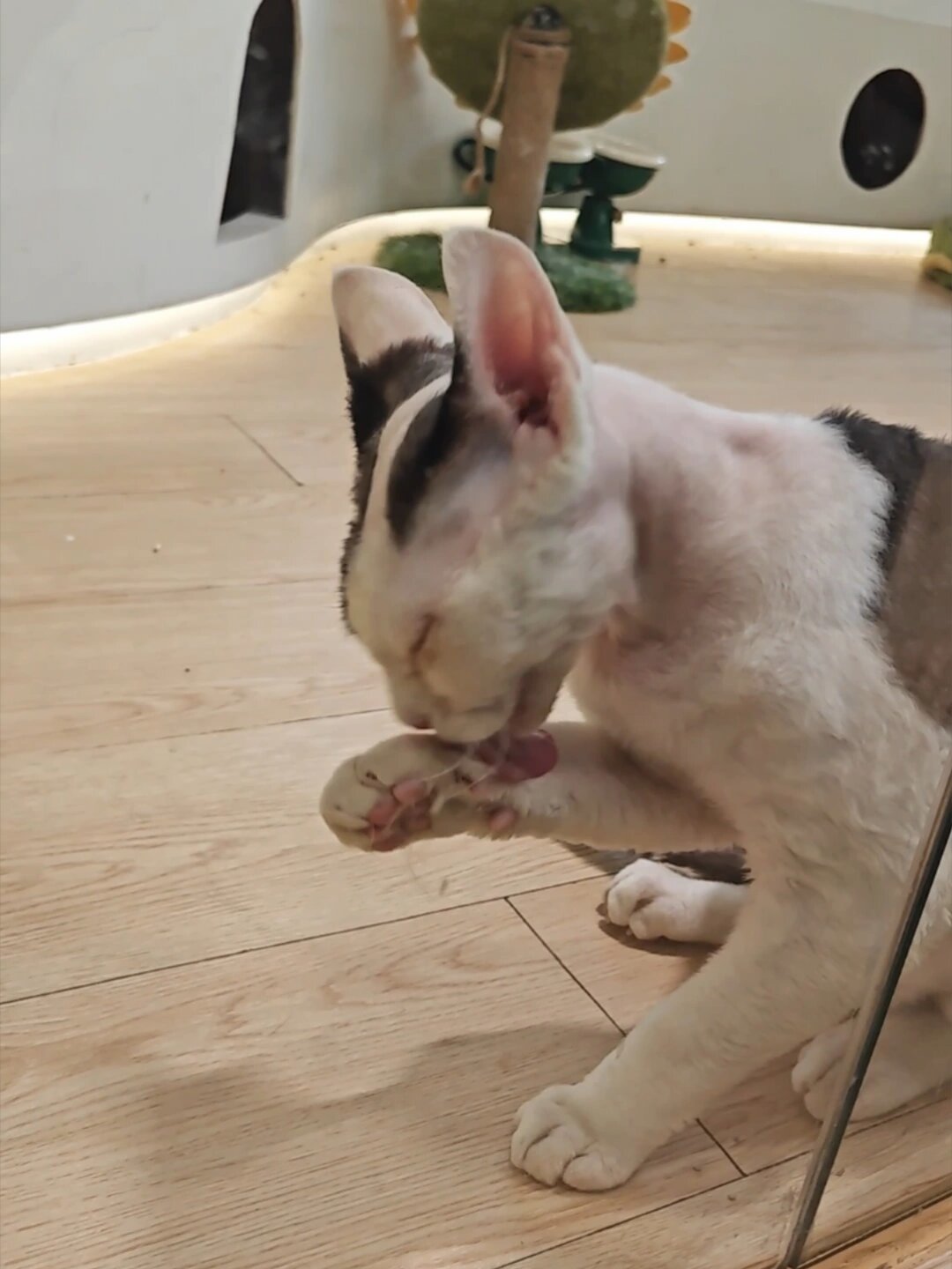 林高远的猫咖比赛场还热闹:远剑猫咖打卡攻略与避坑要点