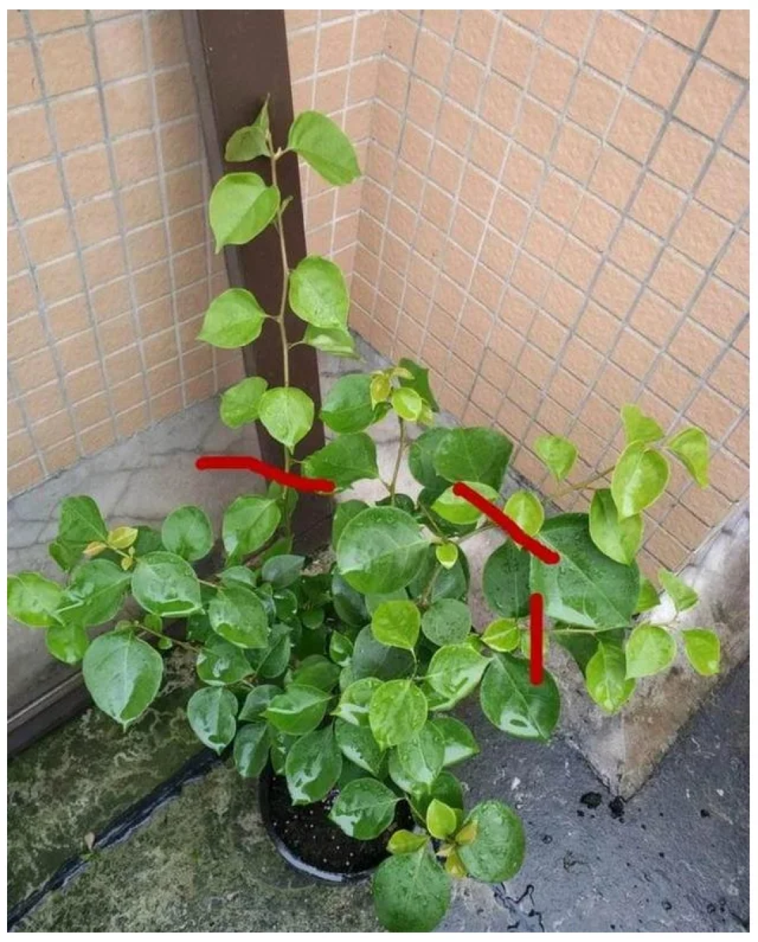 国庆能赶上开花吗?三角梅秋季控水窗口刚开,但半张网都说控水是骗局:先看光照、苗情和品种,再决定虐多重