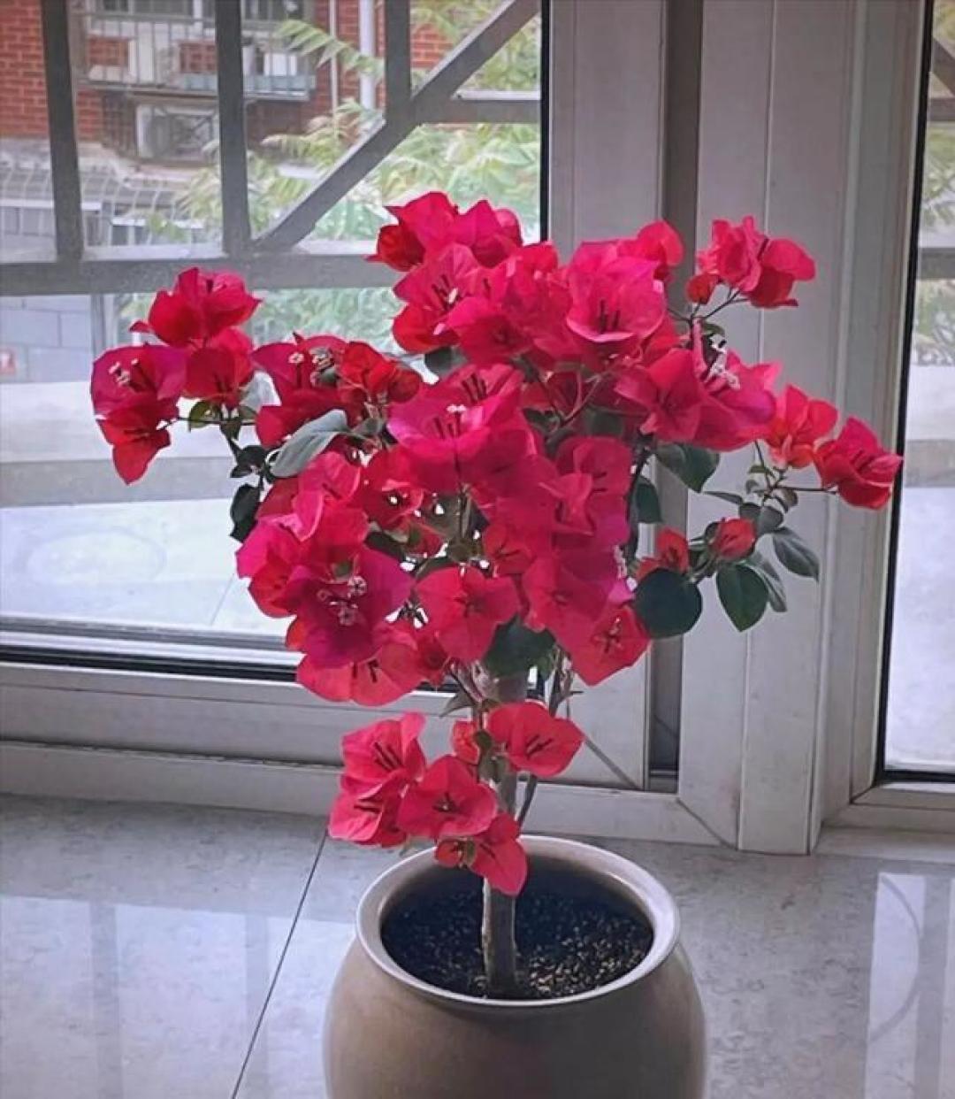 国庆能赶上开花吗?三角梅秋季控水窗口刚开,但半张网都说控水是骗局:先看光照、苗情和品种,再决定虐多重