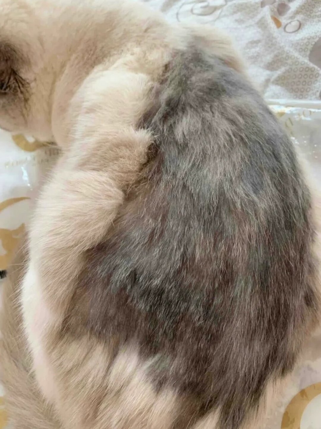 剃完毛布偶长黑毛、猫还绝食了:想靠剃毛解决掉毛,先算这三笔账