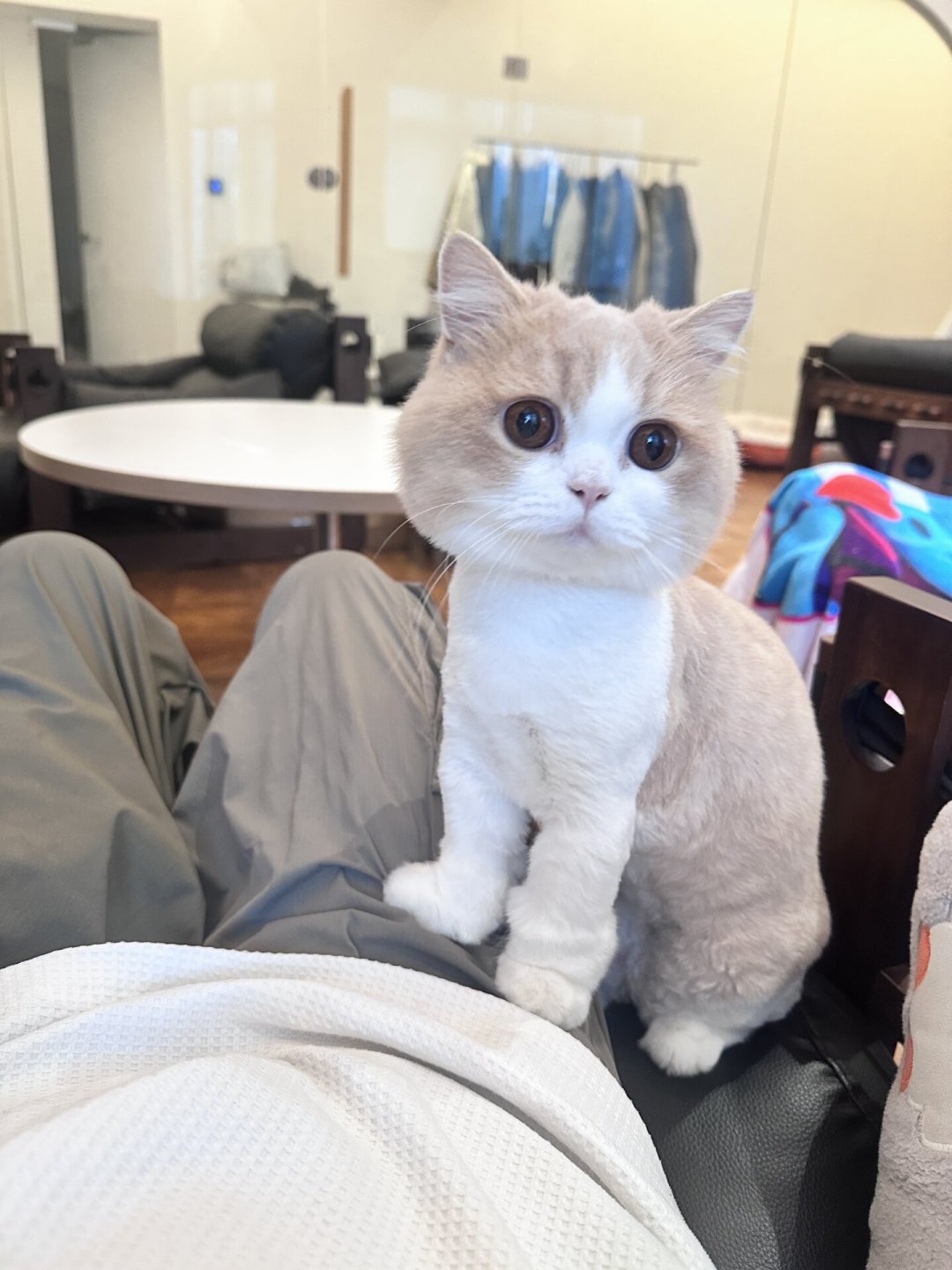 剃完毛布偶长黑毛、猫还绝食了:想靠剃毛解决掉毛,先算这三笔账