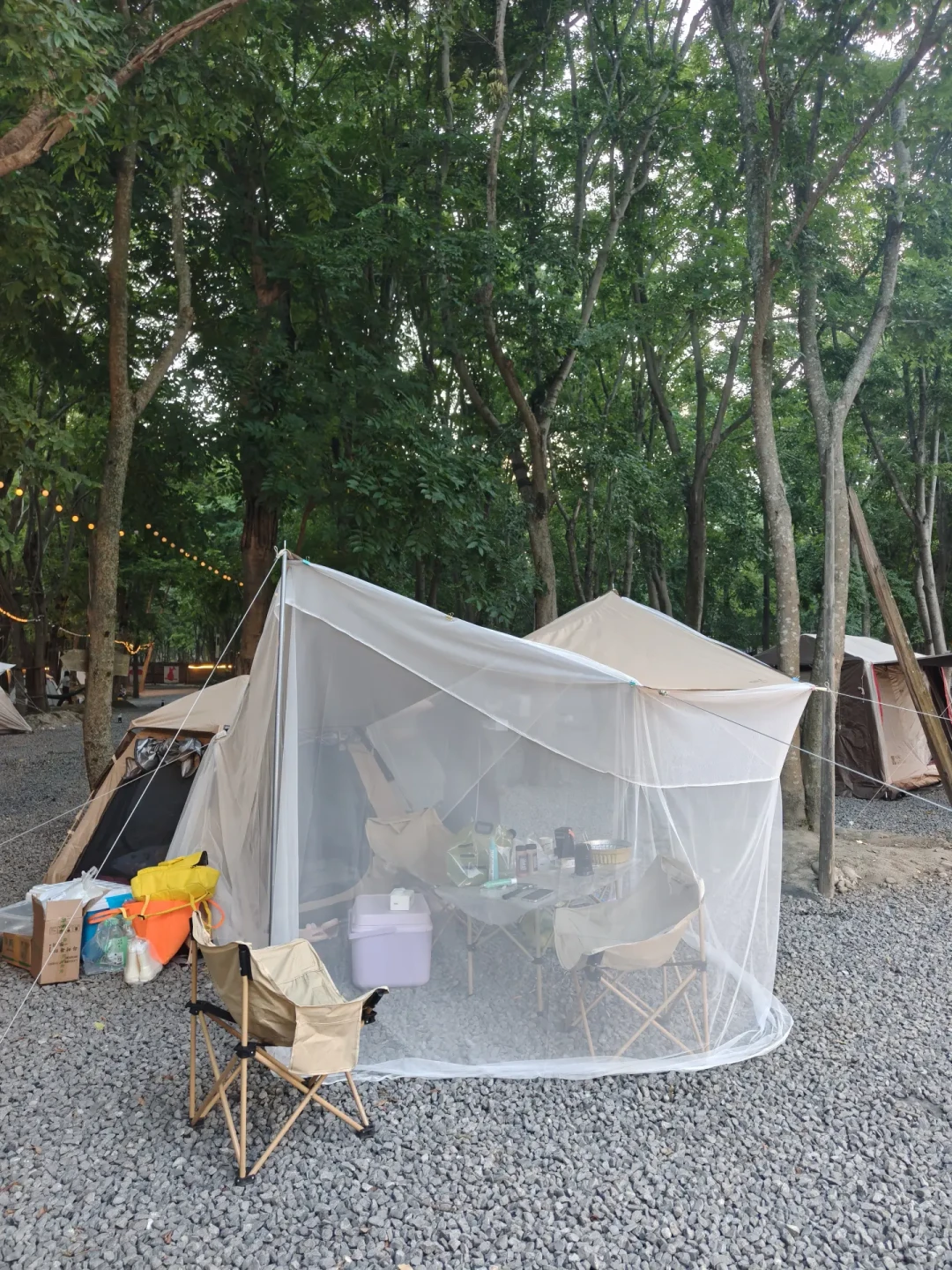 开学前最后一趟露营撞上伊蚊高峰:北京消协活蚊实测50款“纯植物”驱蚊品,全军覆没