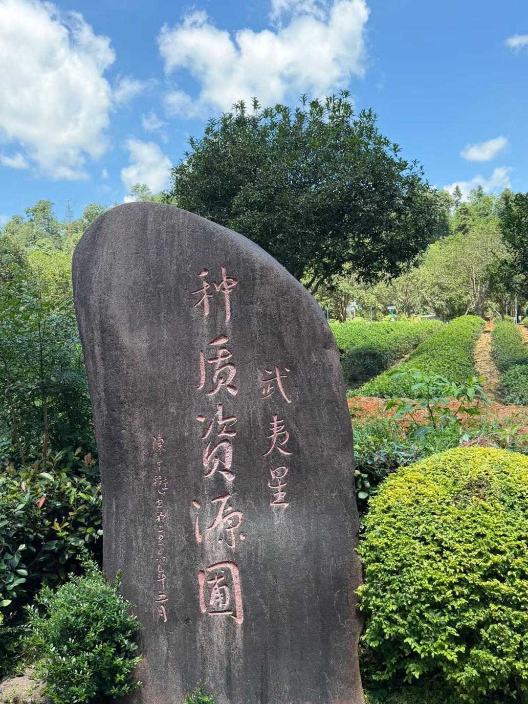 你喝的大红袍,多半和母树没关系:明天武夷山“茶树基因库”直播,顺手把大红袍的三个身份讲清楚
