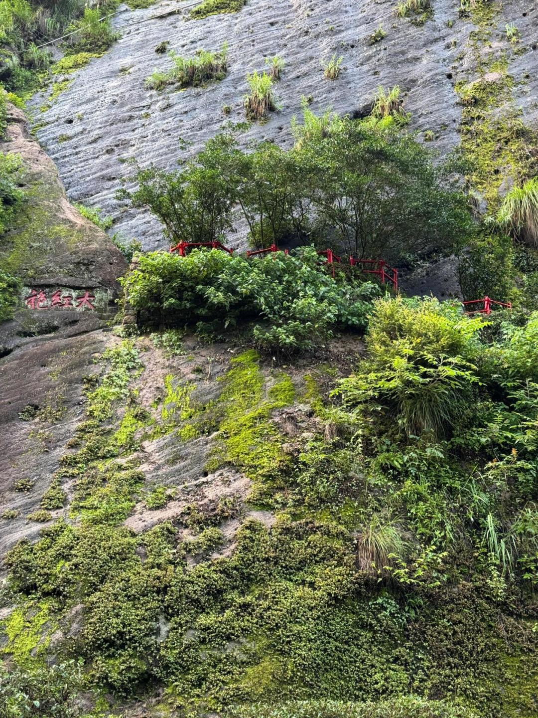 你喝的大红袍,多半和母树没关系:明天武夷山“茶树基因库”直播,顺手把大红袍的三个身份讲清楚