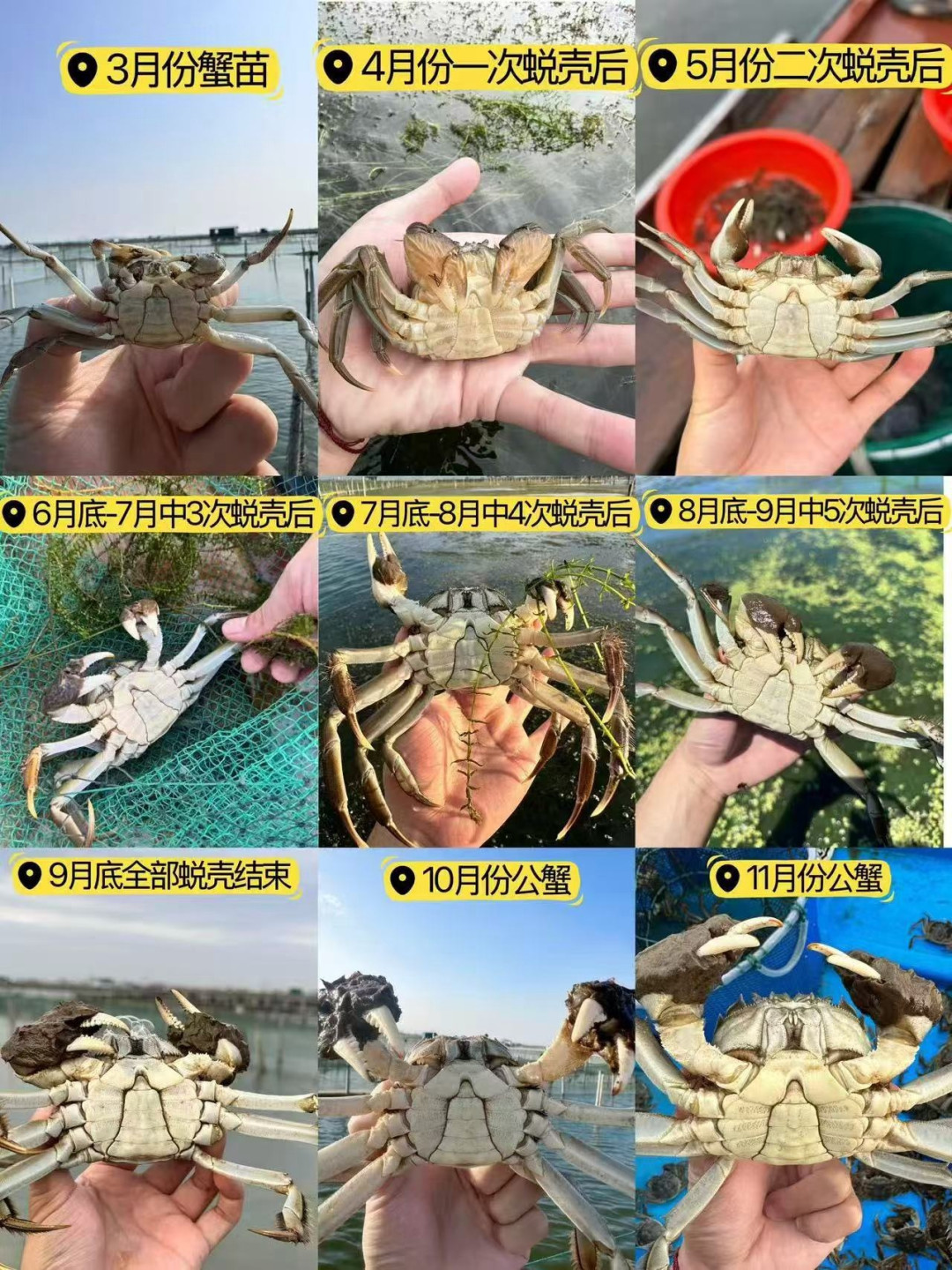 蟹卡预售已经开了,但别赶着中秋兑:翻完3年开捕数据和投诉帖,下单前先看肥度时间表、3档价位和4类不能碰的卡