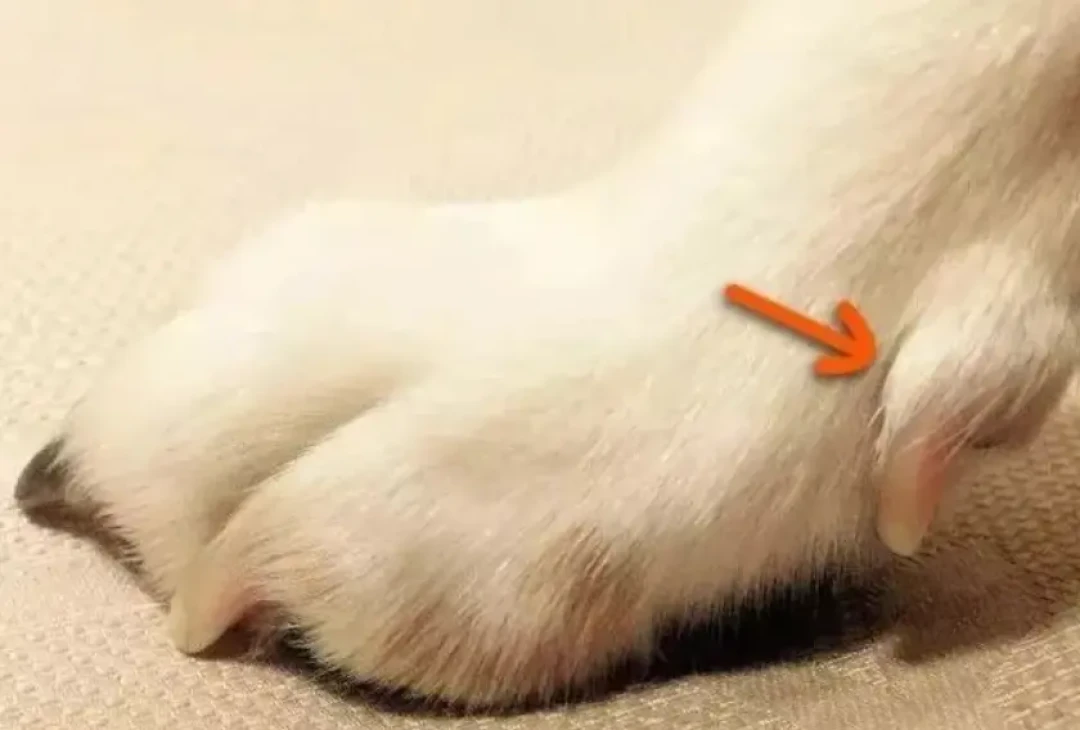 狗子剪指甲剪出血,到底要不要闹?翻完几十条争议帖:剪到血线≠翻车,一刀不流血的可能才在敷衍