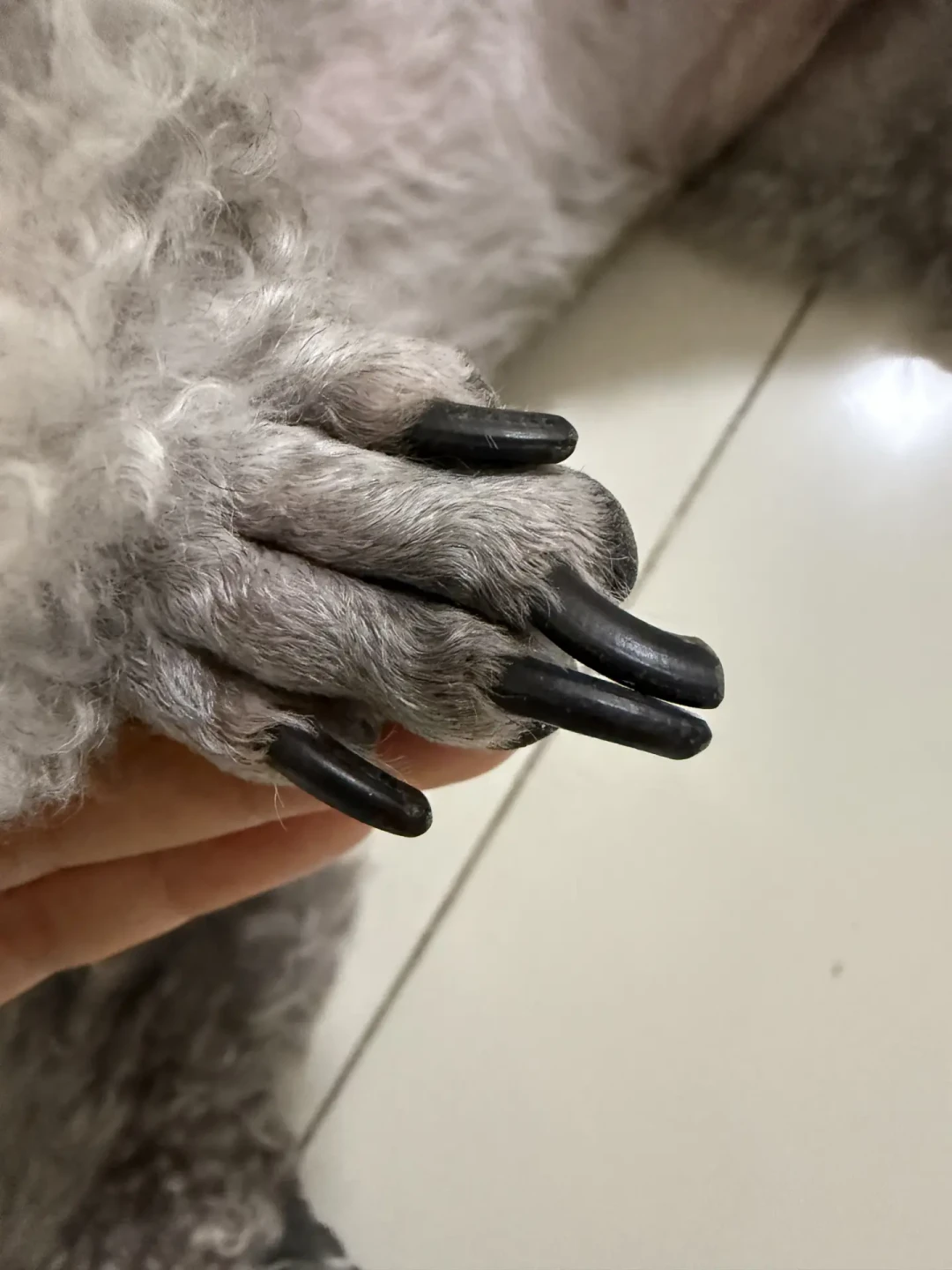 狗子剪指甲剪出血,到底要不要闹?翻完几十条争议帖:剪到血线≠翻车,一刀不流血的可能才在敷衍