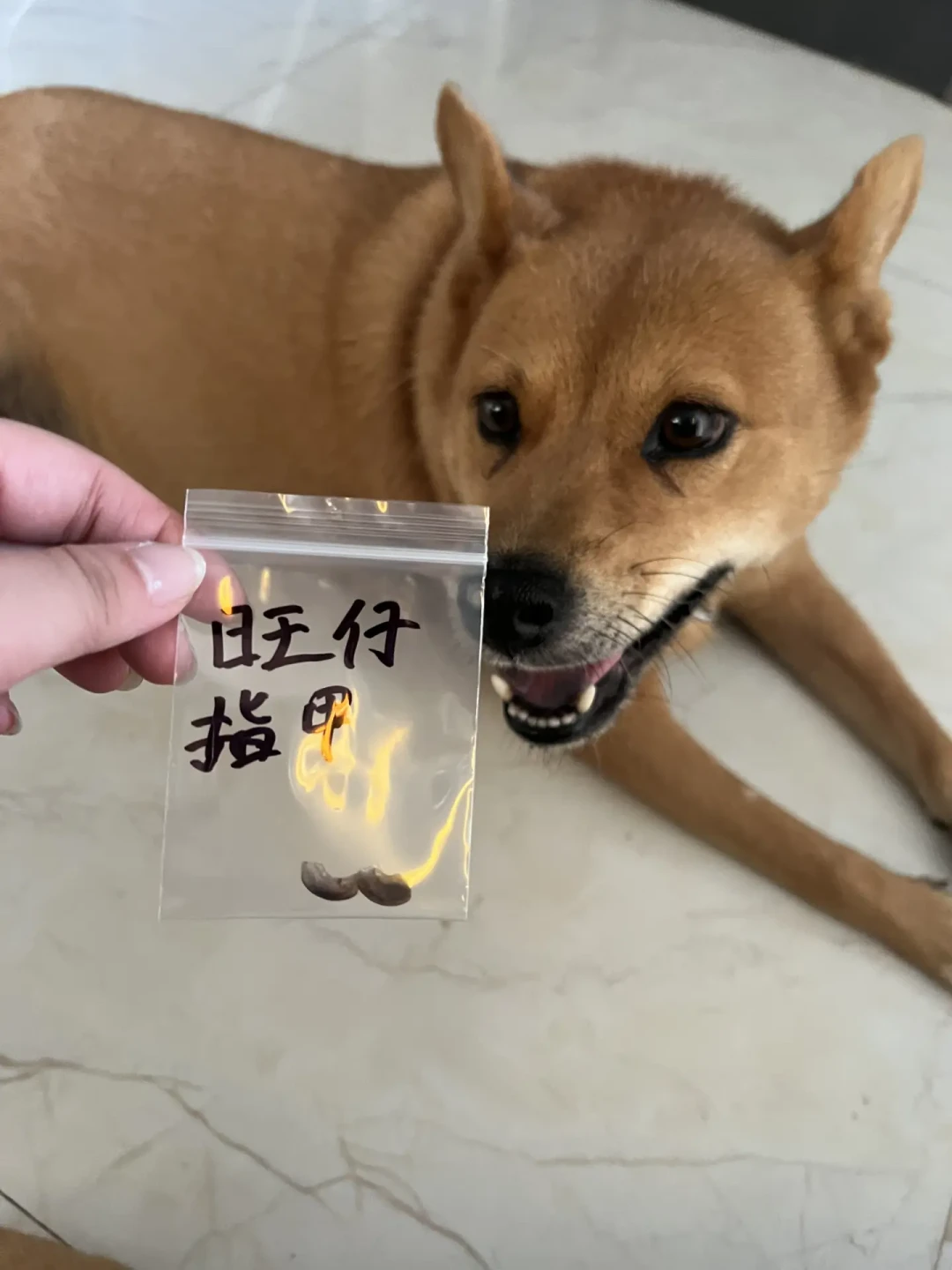 狗子剪指甲剪出血,到底要不要闹?翻完几十条争议帖:剪到血线≠翻车,一刀不流血的可能才在敷衍