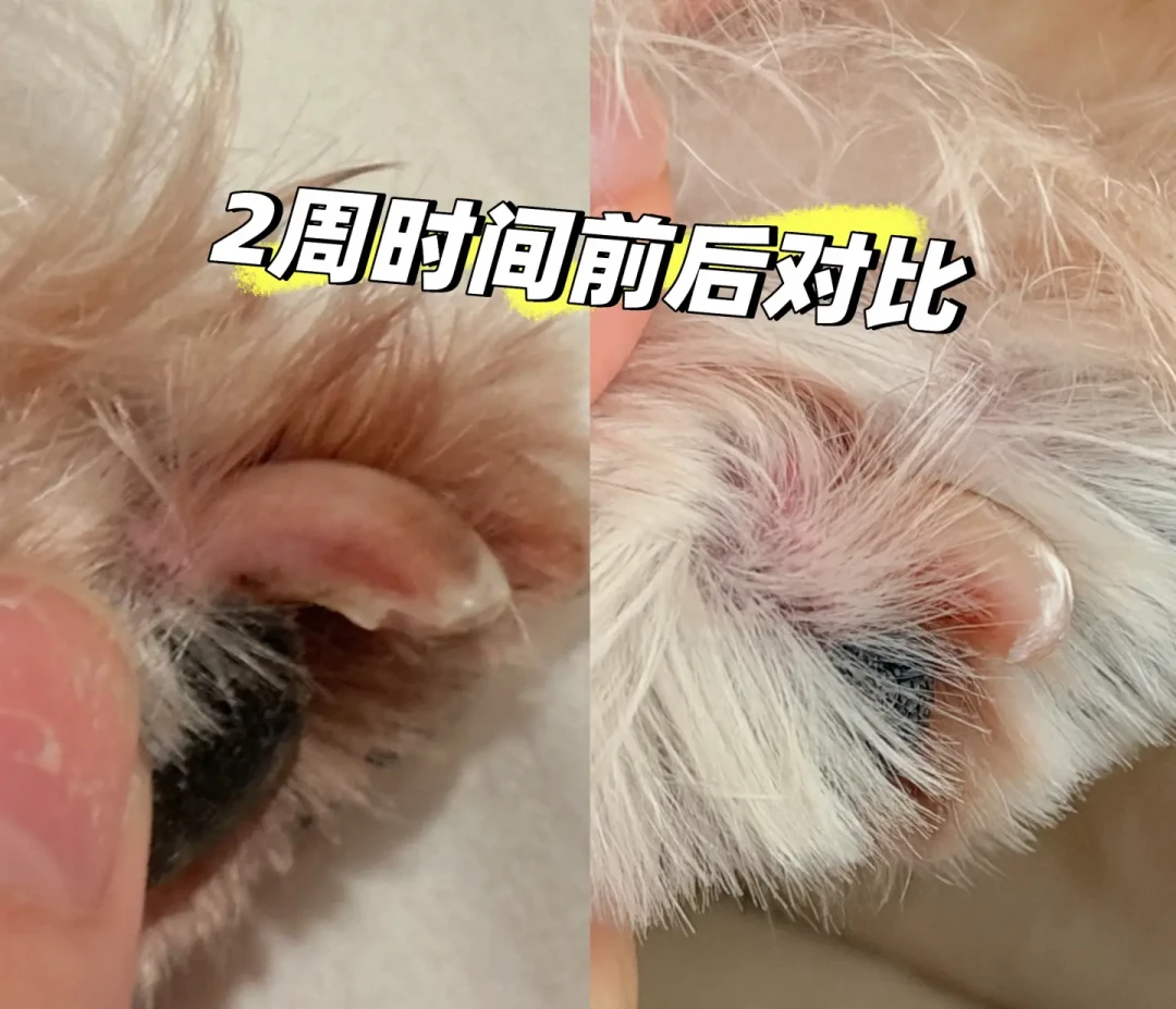 狗子剪指甲剪出血,到底要不要闹?翻完几十条争议帖:剪到血线≠翻车,一刀不流血的可能才在敷衍