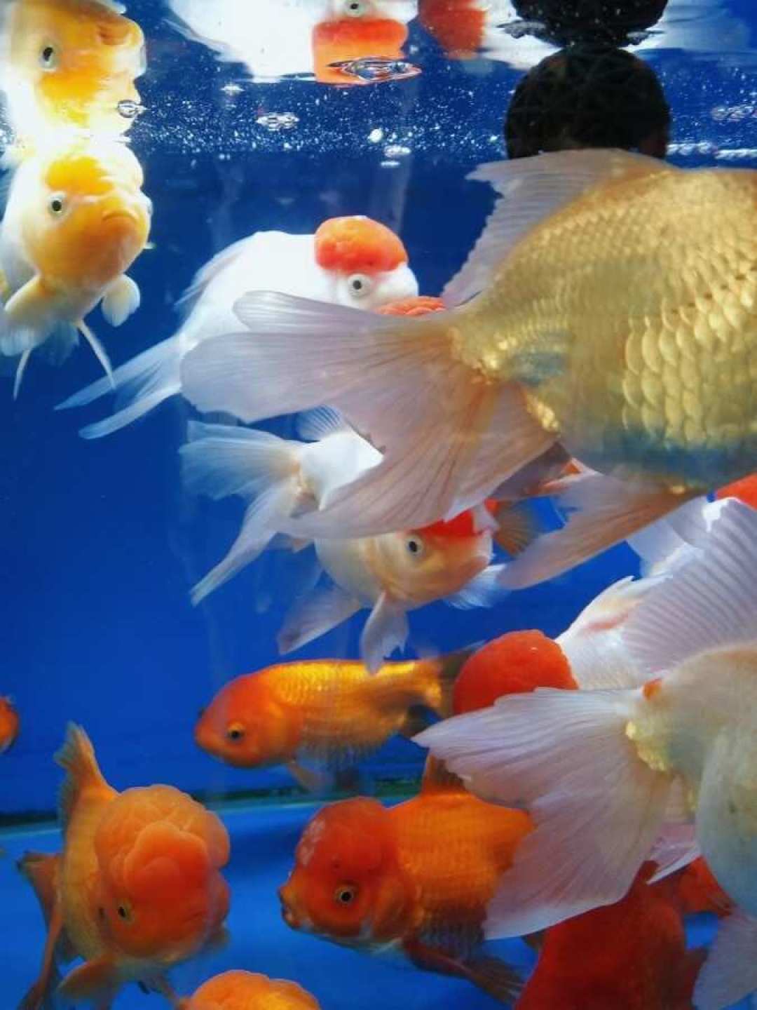 夏季停电,要鱼命的不是温度:翻完全网鱼缸停电记录,真正能救命的装备只要几十块