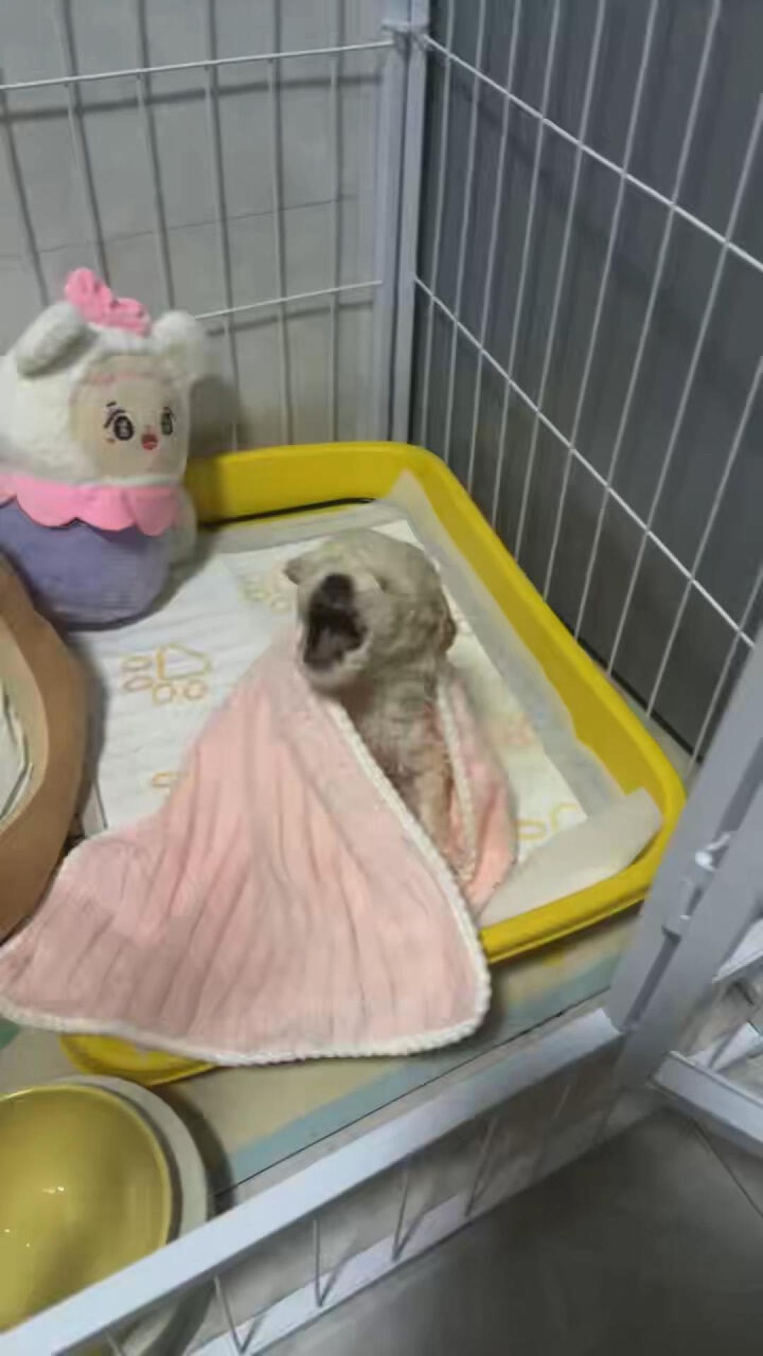 幼犬一关笼就嚎到天亮,到底该不该笼养?翻完全网两派争论和几十篇闲置帖,我整理了这份笼内训练决策表