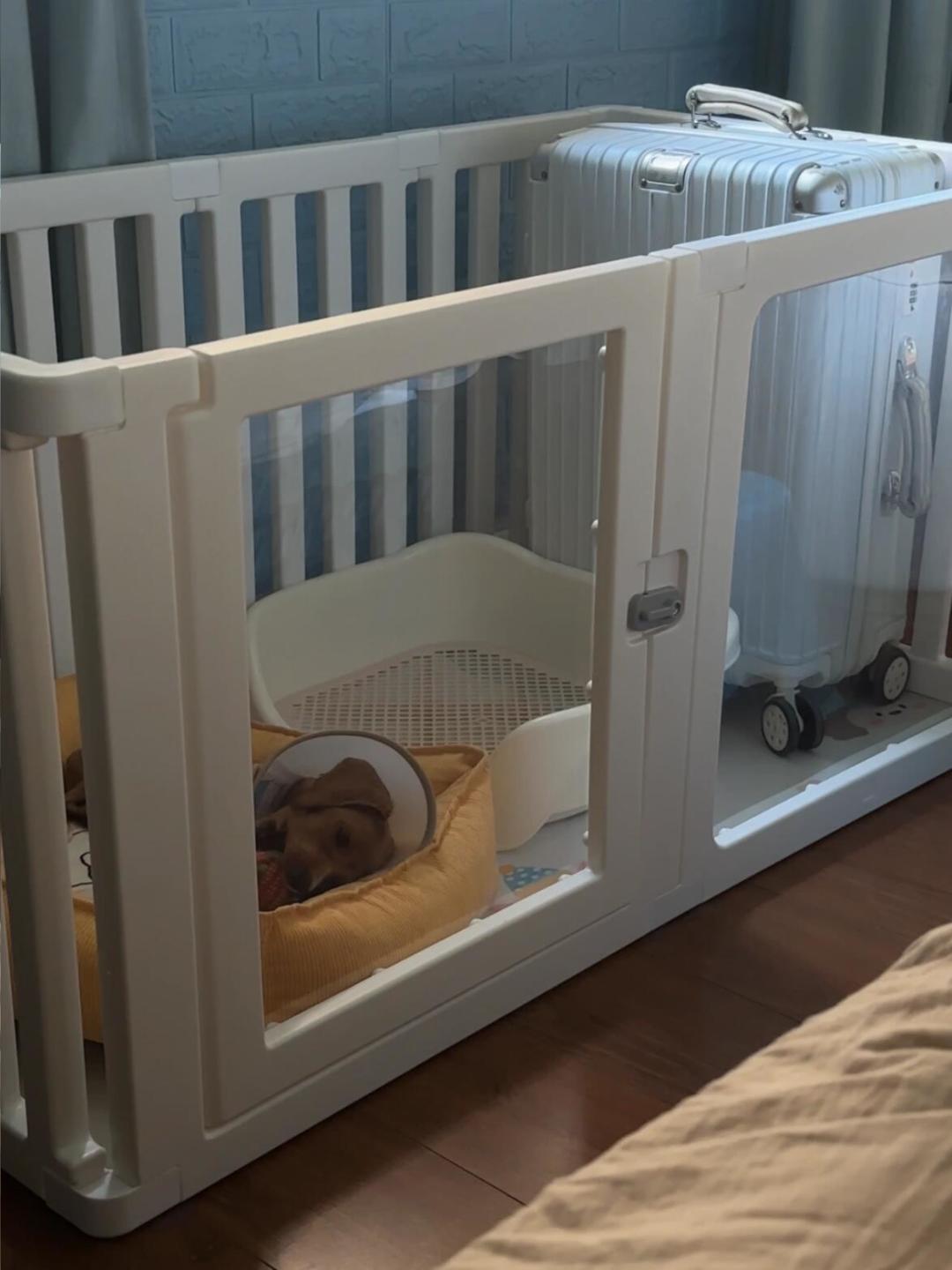 幼犬一关笼就嚎到天亮,到底该不该笼养?翻完全网两派争论和几十篇闲置帖,我整理了这份笼内训练决策表