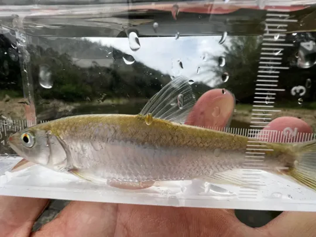 解禁不等于随便钓:溪流微物出发前要核对的5条红线,最严重会涉刑