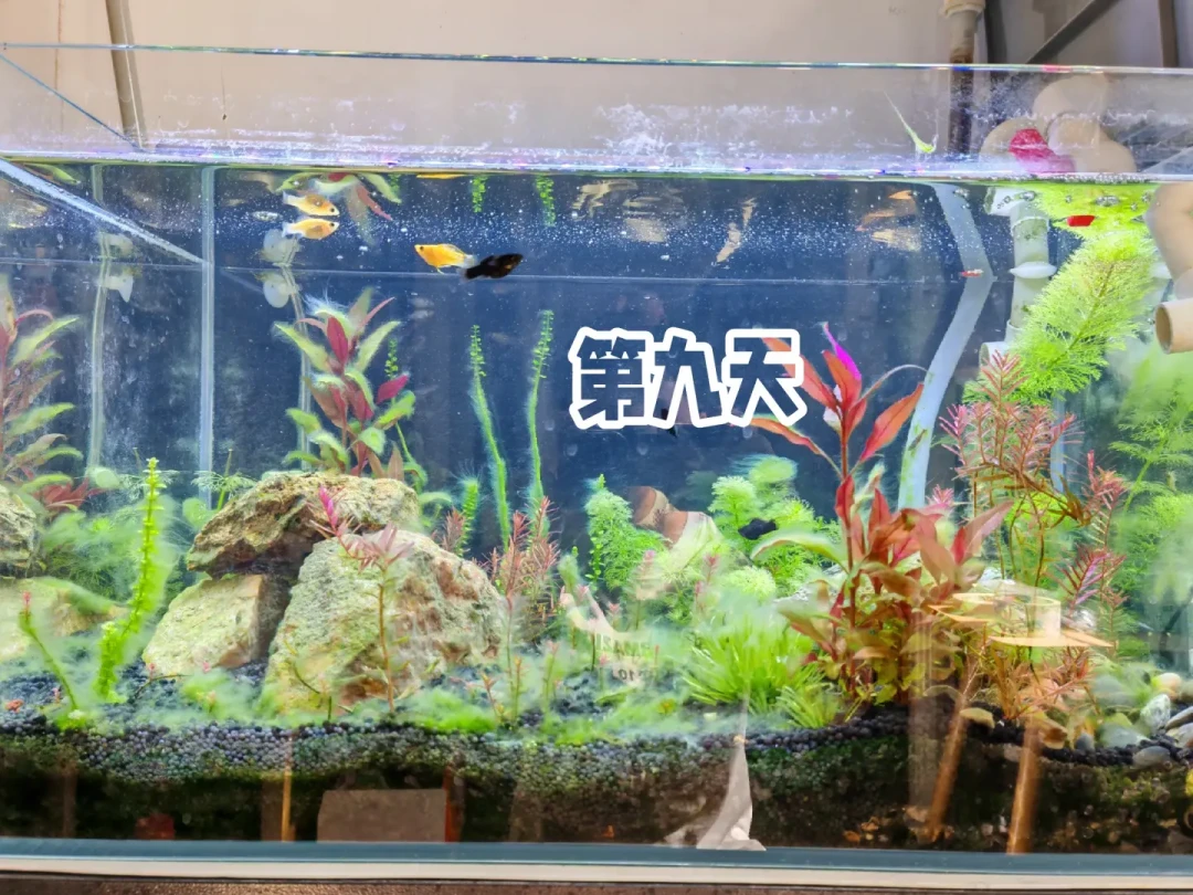 草缸8月末爆藻,先别急着翻:认对这5种藻,多数治理10块钱起步