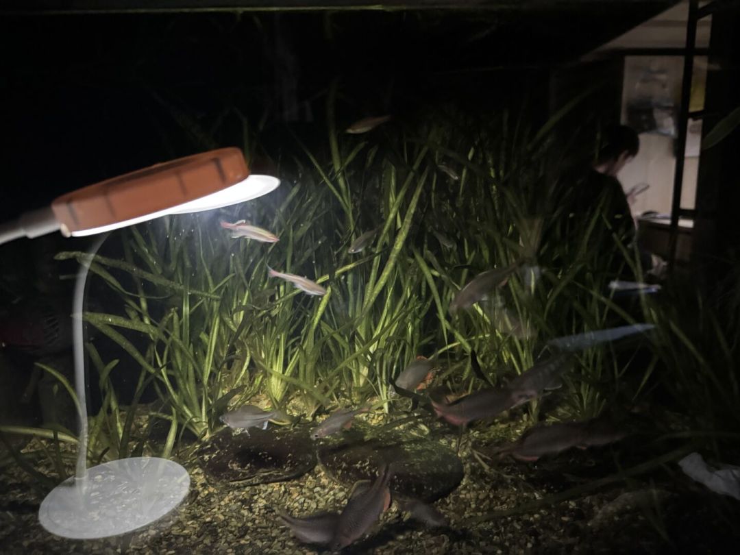 台风天停电怕一缸鱼闷死,急着囤增氧片?翻完全网停电应急实录,最管用的两步恰恰不花钱