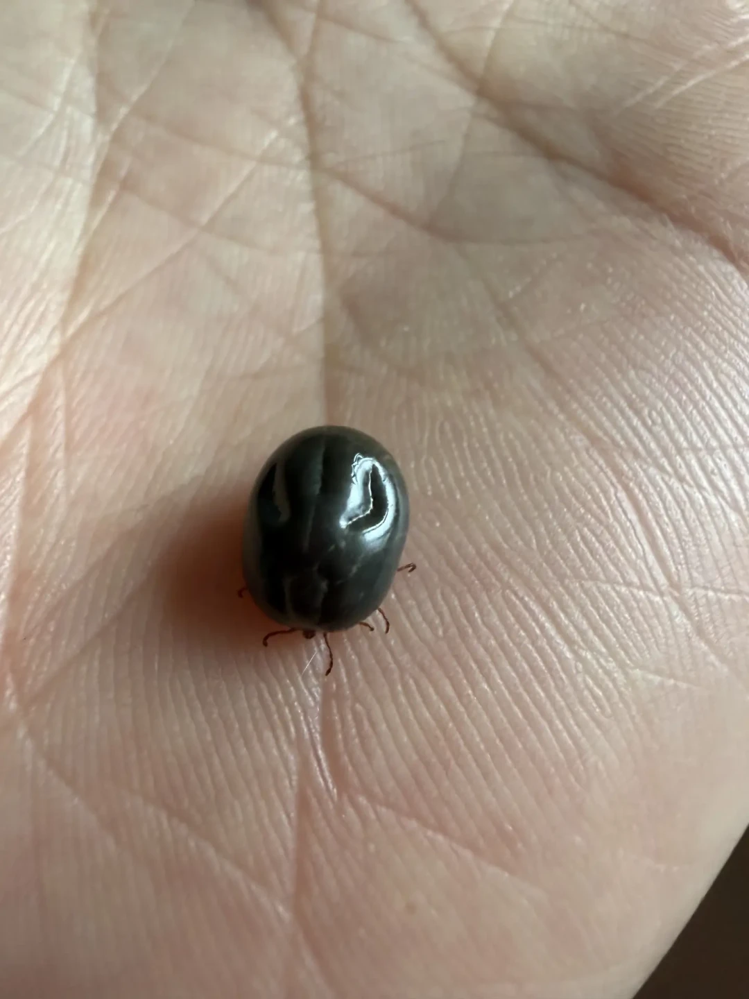 昌平马路上都查出蜱虫了:蜱虫高发季给狗选体外驱虫,先看成分表再看价格