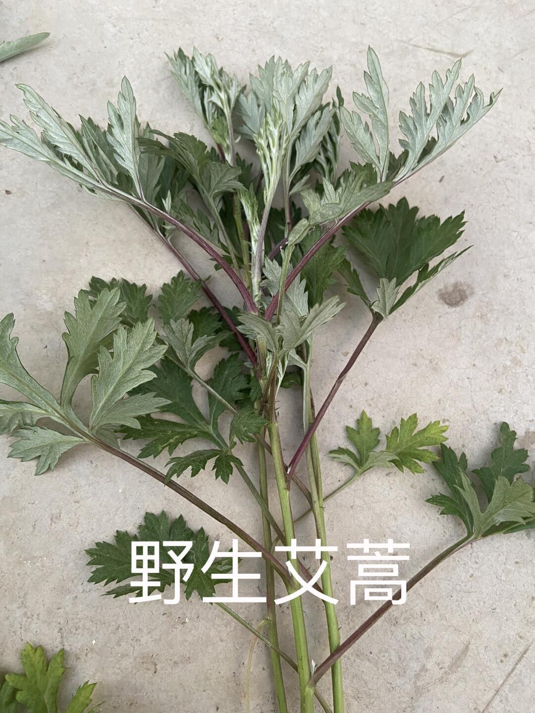 今年八月又被蒿草过敏整崩溃?这碗两三万的