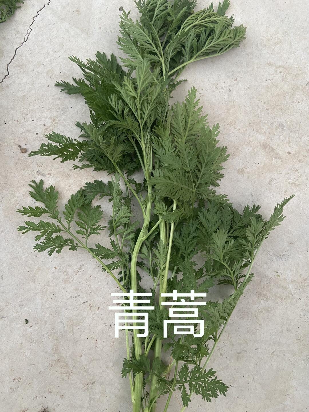 今年八月又被蒿草过敏整崩溃?这碗两三万的