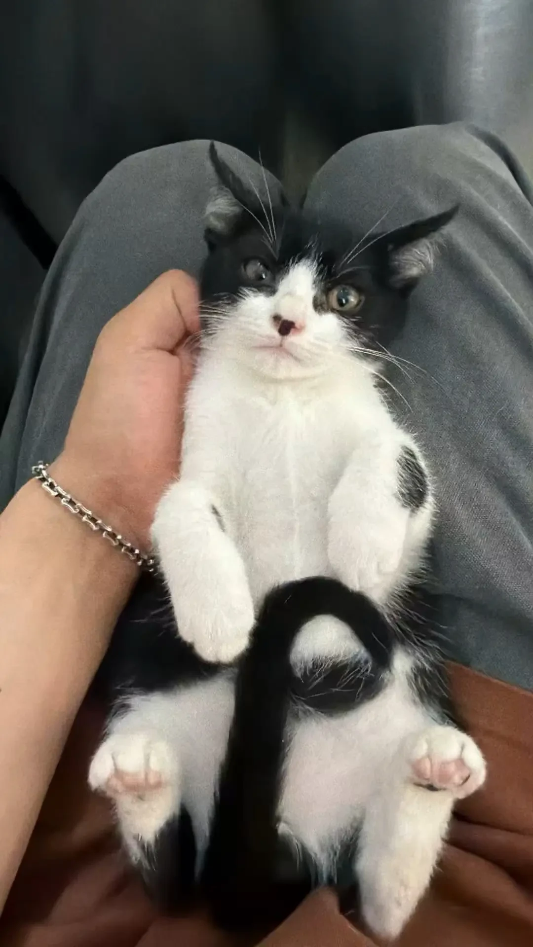 送出去的流浪猫两个月后“突然去世”:我翻完这个夏天的骗猫曝光帖和三份判决,整理出假领养人特征清单和事后维权四步