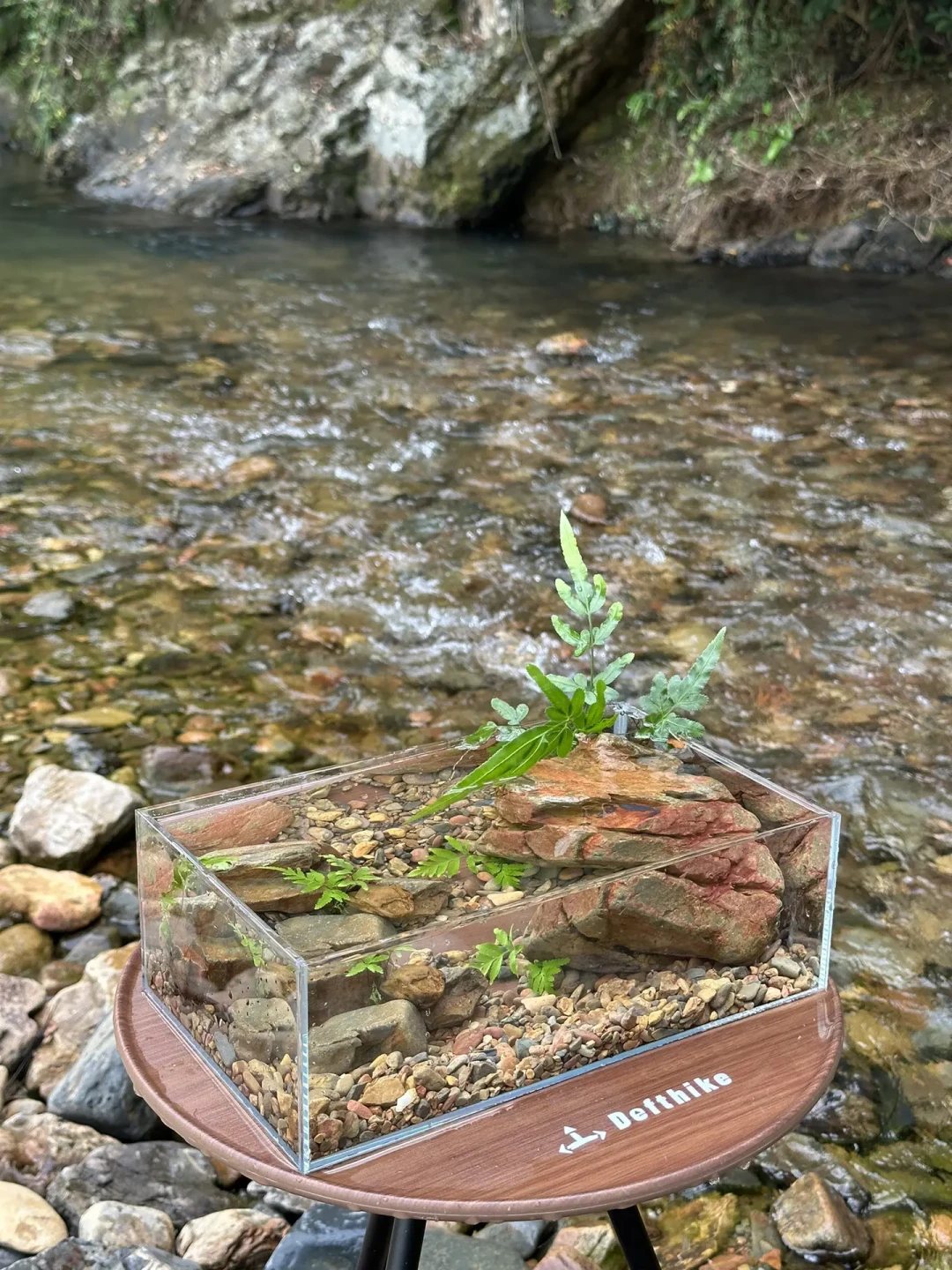 第一次开原生溪流缸？先看完这笔账：80元到3800元四档预算，钱该花在哪、会被割在哪，完全不一样