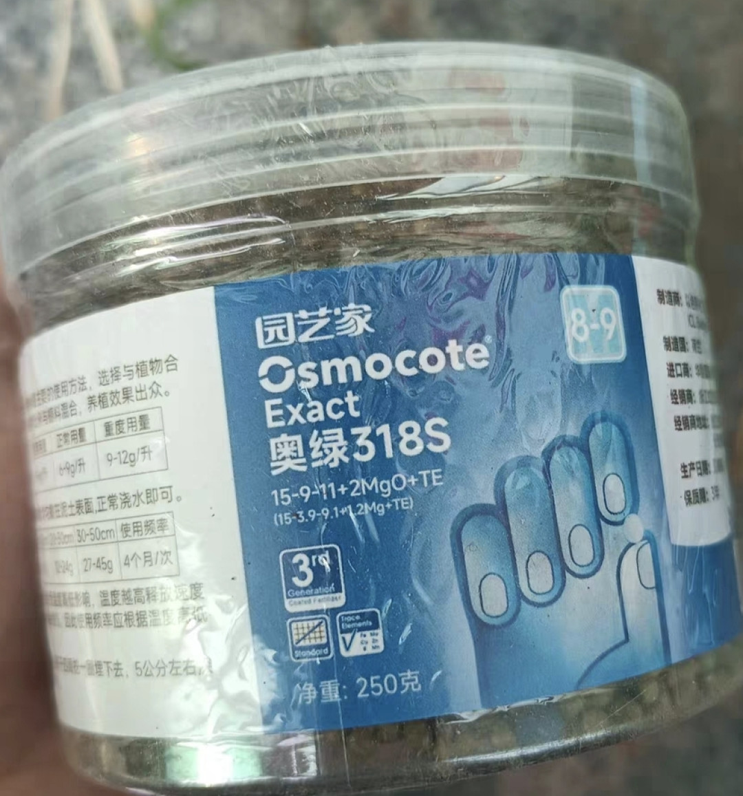 处暑过后,月季最怕的不是热,是你“太勤快”:3个忌讳、2个正确动作、1条温度线